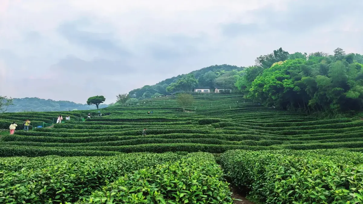 Hangzhou food scene